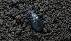 オオチャイロハナムグリ