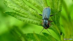 ヨモギの国の住人 ３