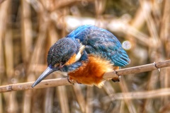 カワセミ
