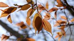 桜餅食べたくなる