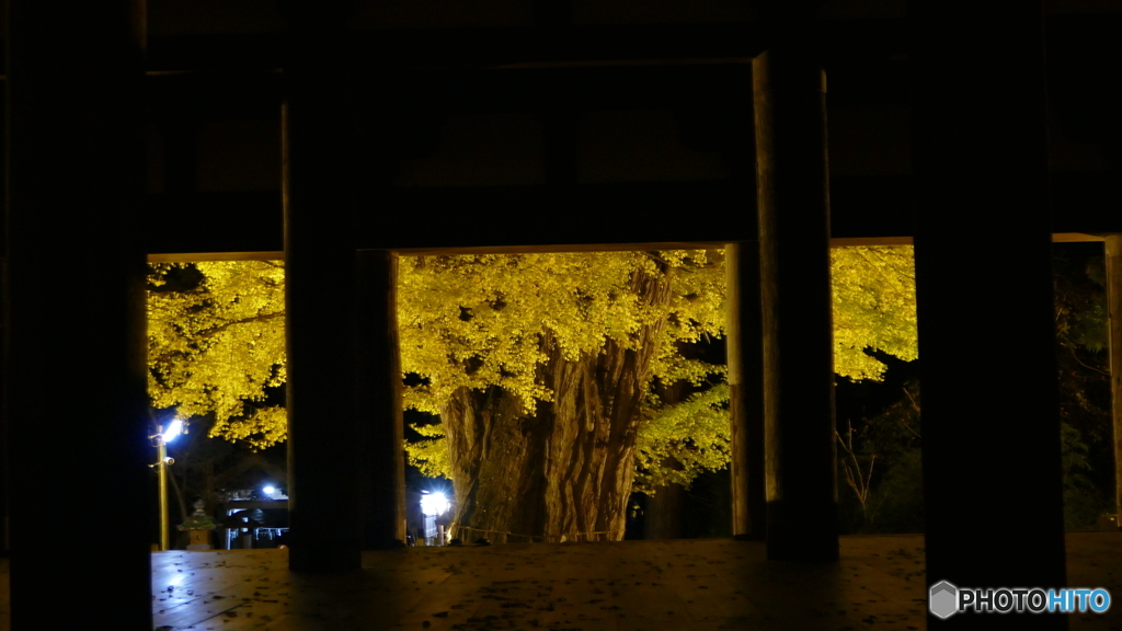 長床の大イチョウ ６