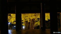 長床の大イチョウ ６