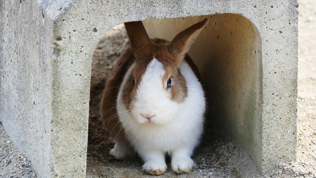P1150725　＠石筵ふれあい牧場