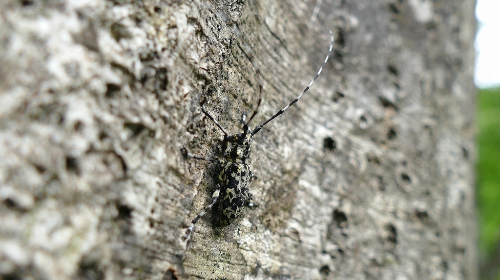 P1120434　ヒゲナガゴマフカミキリ