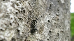 P1120434　ヒゲナガゴマフカミキリ