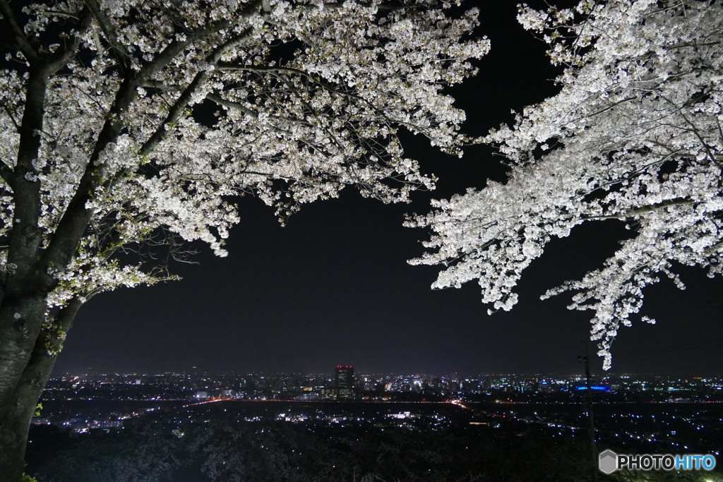 夜桜３