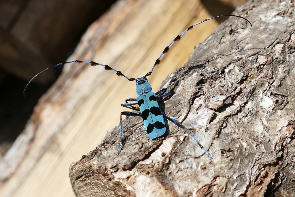 ルリボシカミキリ