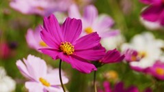 P1160012　＠ひたちなか海浜公園