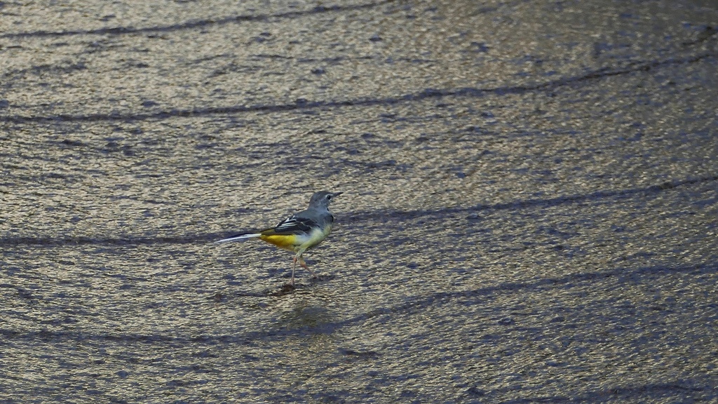 P1110828　キセキレイ　２