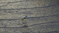 P1110828　キセキレイ　２