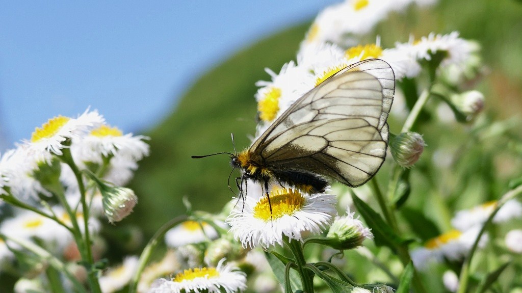 ウスバシロチョウ