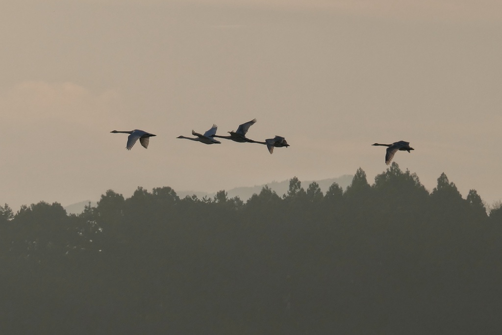 今季初の白鳥