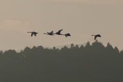 今季初の白鳥