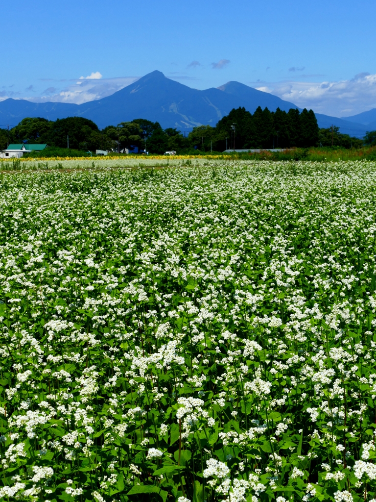 磐梯山と蕎麦の花２