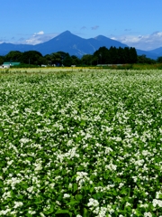 磐梯山と蕎麦の花２