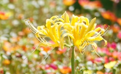 曼珠沙華