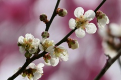 梅花