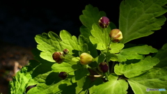 ＠城山カタクリの里