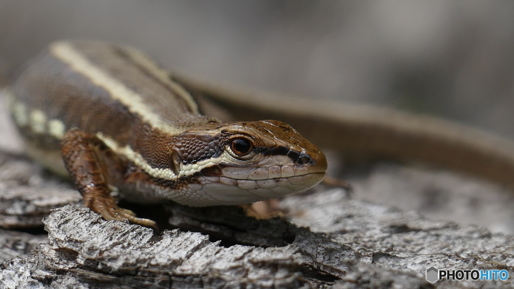 かわええ～(*^^*)