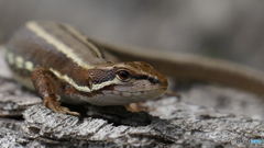 かわええ～(*^^*)