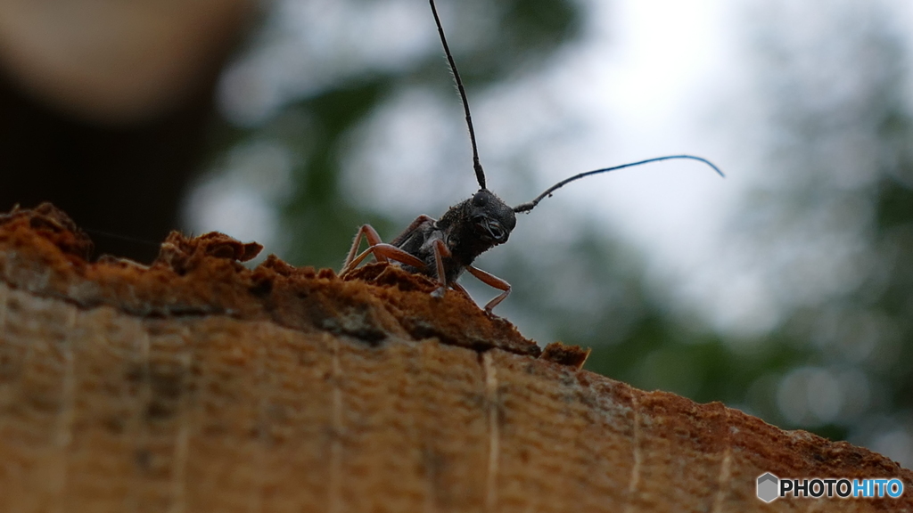 シラホシカミキリ
