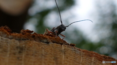 シラホシカミキリ