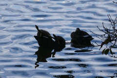 カメカメシルエット