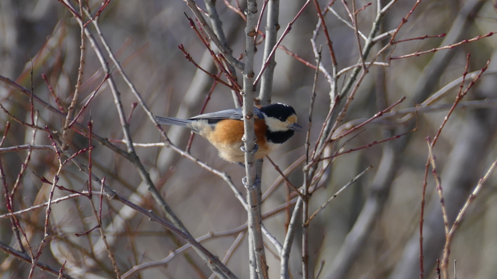 @御霊柩峠 ヤマガラ