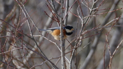 @御霊柩峠 ヤマガラ