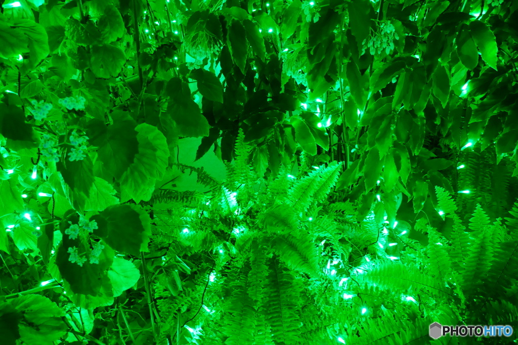 グリーンの幻影