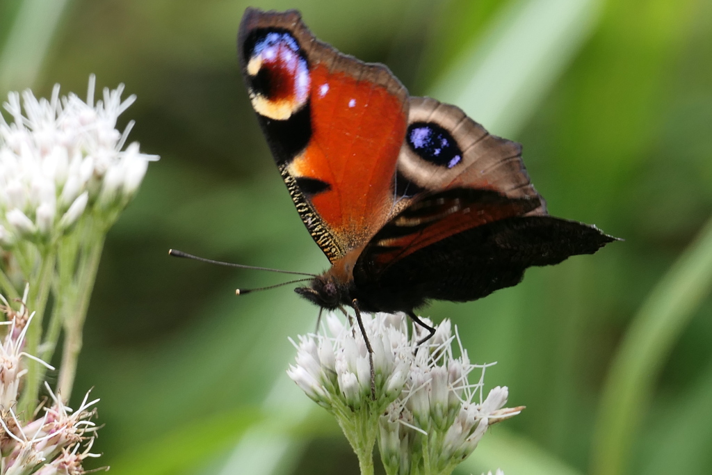 クジャクチョウ