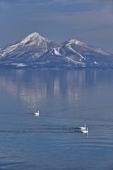 猪苗代湖と磐梯山と白鳥と