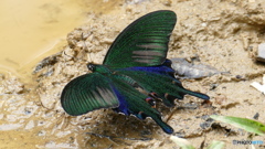 ヤエヤマカラスアゲハ