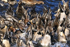 負けられない戦い