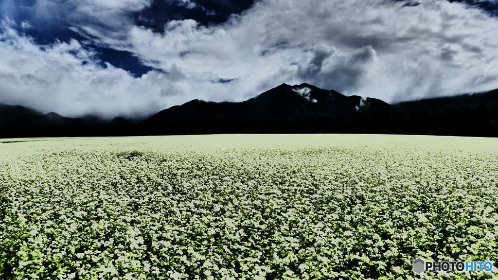 蕎麦畑 1 @下郷猿楽台地