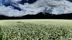 蕎麦畑 1 @下郷猿楽台地