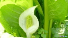 ミズバショウ@逢瀬公園