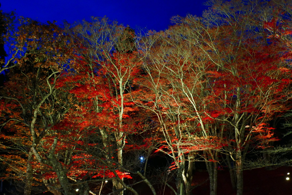 土津神社ライトアップ２
