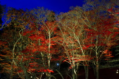 土津神社ライトアップ２