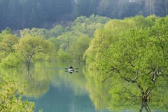 白川湖水没林２