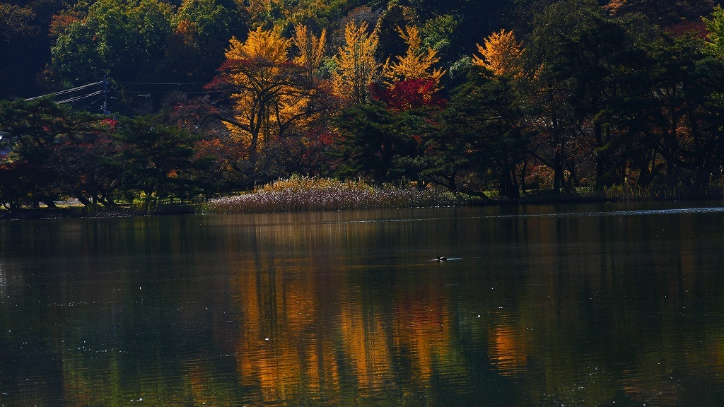 P1160536@白河市南湖