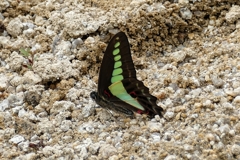 アオスジアゲハ