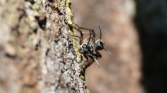 ムネマダラトラカミキリ交尾中
