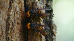 ダブルスズメバチ