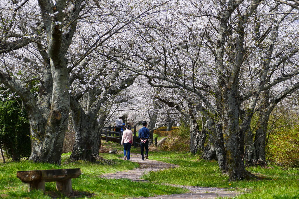 笹原川千本桜２