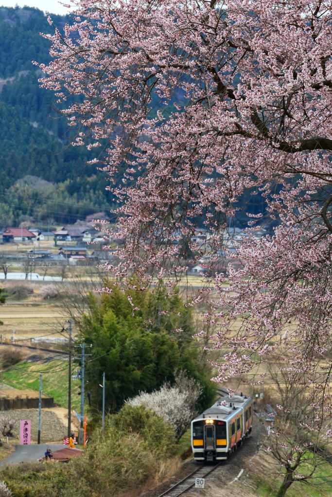 戸津辺の桜と水郡線②