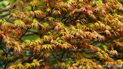 間もなくカエデも開花？