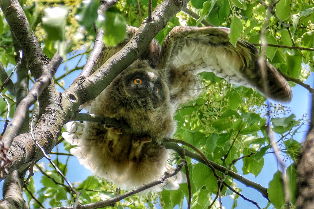 トラフズクの雛
