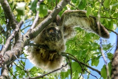トラフズクの雛