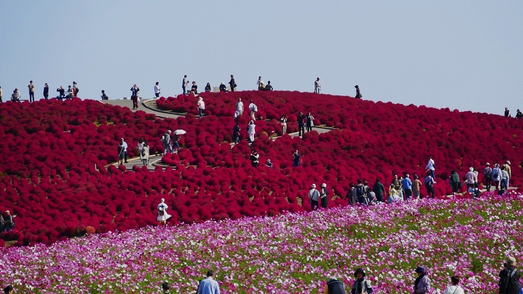 P1150886　＠ひたちなか海浜公園